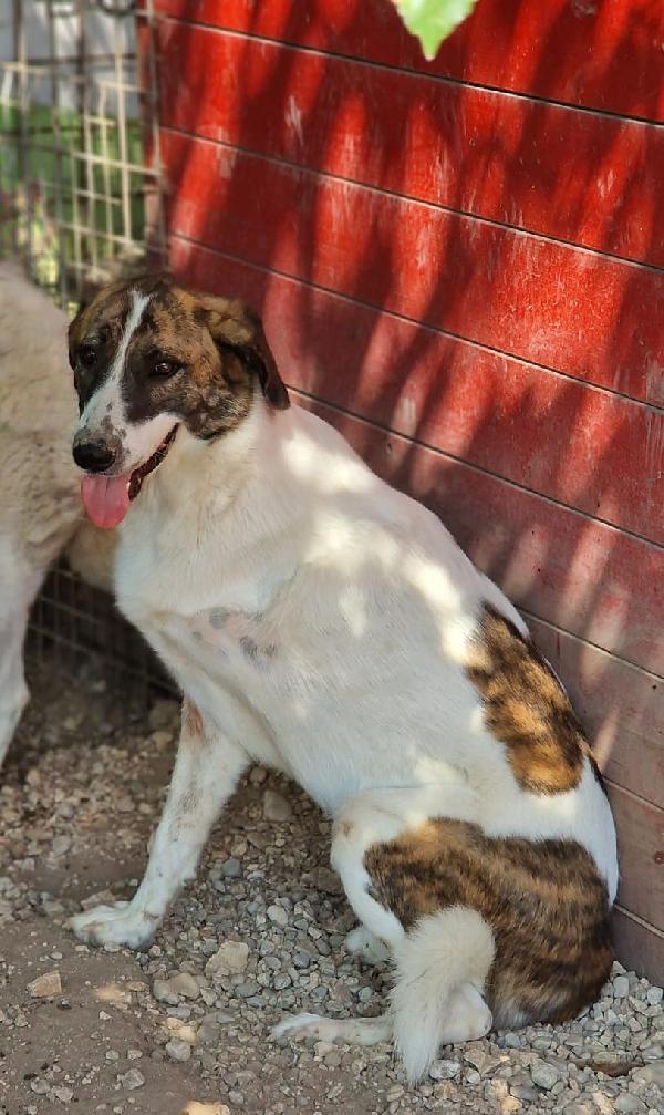 DEAA tripode, adozione del cuore (ex Monchetta) Foto 7